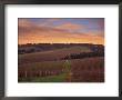 Early Spring Over Knutsen Vineyards In Red Hills Above Dundee, Oregon, Usa by Janis Miglavs Limited Edition Print