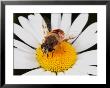 Drone Fly, Earistalis Species, A Honey Bee Mimic, Feeding On Nectar by George Grall Limited Edition Pricing Art Print