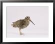 Woodcock, St. Tiggywinkles, Uk by Les Stocker Limited Edition Print