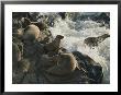 California Sea Lions (Zalophus Californianus) Bask On San Miguel by Jim Sugar Limited Edition Pricing Art Print