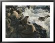 California Sea Lions (Zalophus Californianus) Bask On San Miguel by Jim Sugar Limited Edition Print