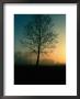 Misty Twilight View Of A Silhouetted Tree by Sam Abell Limited Edition Pricing Art Print