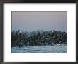 A Group Of Walruses, Odobenus Rosmarus, Seek Safety In Numbers by Norbert Rosing Limited Edition Print