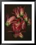 Discarded Flowers At The Botanical Gardens In Miami, Florida by Wolcott Henry Limited Edition Print