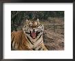 A Captive Tiger With Mouth Wide Open by Roy Toft Limited Edition Pricing Art Print