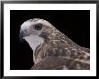 A Close-Up Of A Krider's Red-Tailed Hawk by Joel Sartore Limited Edition Pricing Art Print