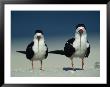 Pair Of Black Skimmer Birds by Klaus Nigge Limited Edition Print