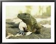 An Iguana Basks In A Sunny Spot On A Sandy Patch Of Earth by Bill Curtsinger Limited Edition Print