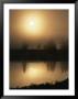 Silhouetted Trees Along The Yellowstone River At Sunrise by Tom Murphy Limited Edition Pricing Art Print