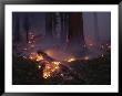 View Of A Controlled Fire In A Stand Of Giant Sequoia Trees by Raymond Gehman Limited Edition Print