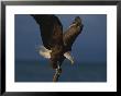 A Northern American Bald Eagle Lands On A Piece Of Driftwood by Norbert Rosing Limited Edition Print