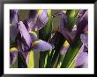 Close View Of A Cluster Of Domesticated Irises by Marc Moritsch Limited Edition Print