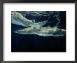A School Of Sand Tiger Sharks by George Grall Limited Edition Print