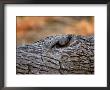 Dwarf Mongoose, Linyanti, Okavango Delta, Botswana by Pete Oxford Limited Edition Print