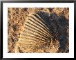 Fossil Of A Shell On Ellesmere Island by Paul Nicklen Limited Edition Print