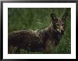 A Red Wolf At A Captive Breeding Center by Joel Sartore Limited Edition Print