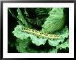 Cabbage White, Caterpillar On Cabbage by Oxford Scientific Limited Edition Print