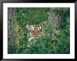A Siberian Tiger Peers Through The Trees by Dr. Maurice G. Hornocker Limited Edition Print