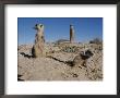 Two Adult Meerkats (Suricata Suricatta) Stand On A Mound by Mattias Klum Limited Edition Print