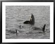 A Killer Whale Pod In Johnstone Strait by Ralph Lee Hopkins Limited Edition Pricing Art Print
