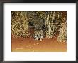 A Rare Marsupial Mulgara Feeding On Larva Near Grass Tussocks by Jason Edwards Limited Edition Print