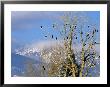 Bald Eagles In The Bitterroot Valley Near Hamilton, Montana, Usa by Chuck Haney Limited Edition Print
