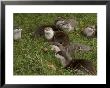 Family Of Asian Short-Clawed River Otters by Nicole Duplaix Limited Edition Print