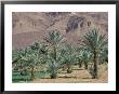 Palmery Below Mountains, Morocco by John & Lisa Merrill Limited Edition Print