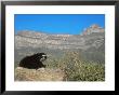 Spectacled Bear Male In Dry Forest Habitat, Peru by Mark Jones Limited Edition Print