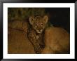 African Lion Cub Lies Across His Mothers Back by Kim Wolhuter Limited Edition Print