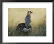 A Kori Bustard (Choriotis Kori) With Neck Feathers Extended by Nicole Duplaix Limited Edition Print