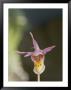Close View Of Calypso Or Fairy Slipper by Norbert Rosing Limited Edition Print