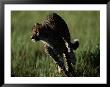 An African Cheetah Running In The Grass by Chris Johns Limited Edition Print