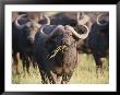 Cape Buffalo Feeding In A Herd by Beverly Joubert Limited Edition Print