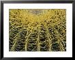 Golden Barrel Cactus, San Xavier, Arizona, Usa by Jamie & Judy Wild Limited Edition Print