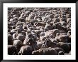 Flock Of Sheep, Port Augusta, Australia by Mark Newman Limited Edition Print
