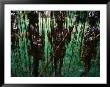 Men In Traditional Dress At Kamindimbit Village, Papua New Guinea by Jerry Galea Limited Edition Print
