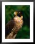 Peregrine Falcon (Falco Peregrinus), Costa Rica by Alfredo Maiquez Limited Edition Print
