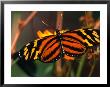 Danalid Butterfly, Costa Rica by Mark Newman Limited Edition Print