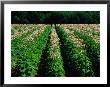 Tobacco Crop In Field In Wandiligong Valley Bright, Victoria, Australia by Barnett Ross Limited Edition Print