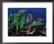 Marine Flora, Okefenokee Swamp Park, Georgia, Usa by Lawrence Worcester Limited Edition Print