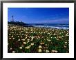 Pigeon Point Lighthouse Of San Mateo County, With Wildflowers In Foreground, Sacramento, Usa by Brent Winebrenner Limited Edition Print
