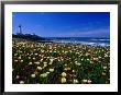 Pigeon Point Lighthouse Of San Mateo County, With Wildflowers In Foreground, Sacramento, Usa by Brent Winebrenner Limited Edition Print