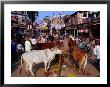 Human And Animal Traffic On Dasaswamedh Ghat Road, Varanasi, Uttar Pradesh, India by Richard I'anson Limited Edition Print