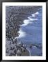 Magellan Penguin Colony, Punta Tombo, Patagonia, Punta Tombo Provincial Reserve, Argentina by Holger Leue Limited Edition Print