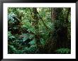 Trees, Tree Fern And Moss In The Dense, Wet Rainforest, Otway National Park, Australia by Rodney Hyett Limited Edition Print