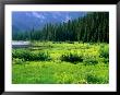 Meadow And Forest On Shore Of Gibson Lake, Kokanee Glacier Provincial Park, Kaslo, Canada by David Tomlinson Limited Edition Print