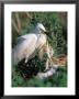 Snowy Egret, Texas, Usa by Dee Ann Pederson Limited Edition Print