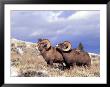 Bighorn Rams On Grassy Slope, Whiskey Mountain, Wyoming, Usa by Howie Garber Limited Edition Print