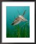 Cuttlefish, Mounts Bay, Uk by Mark Webster Limited Edition Print